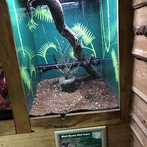 Black Beauty Stick Insect Vivarium at Northumberland Country Zoo (September 2021)