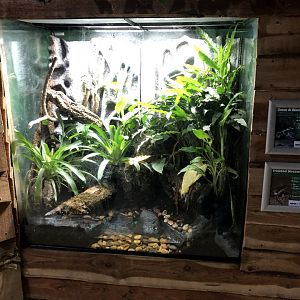 Poison Frog Vivarium at Northumberland Country Zoo (September 2021)