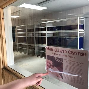 Crayfish Captive Breeding Facility at Northumberland Country Zoo (September 2021)