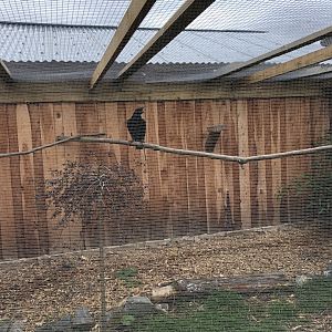 Common Raven Aviary at Northumberland Country Zoo (September 2021)