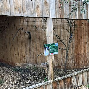 American Kestrel Aviary at Northumberland Country Zoo (September 2021)