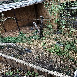Snowy Owl Aviary at Northumberland Country Zoo (September 2021)