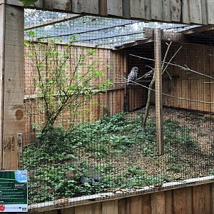 Great Grey Owl Aviary at Northumberland Country Zoo (September 2021)