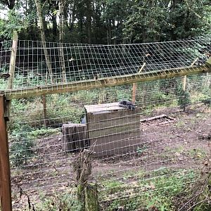 Arctic Fox Enclosure at Northumberland Country Zoo (September 2021)