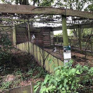 Laughing Kookaburra Aviary at Northumberland Country Zoo (September 2021)