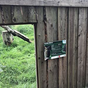 Scottish Wildcat Signage at Northumberland Country Zoo (September 2021)