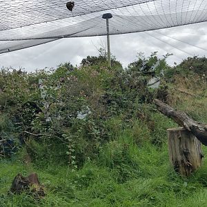 Scottish Wildcat Enclosure at Northumberland Country Zoo (September 2021)