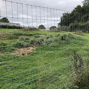 Capybara/Rhea Enclosure at Northumberland Country Zoo (September 2021)