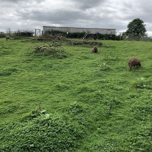 Capybara/Rhea Enclosure at Northumberland Country Zoo (September 2021)