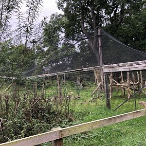 Canadian Lynx Enclosure at Northumberland Country Zoo (September 2021)