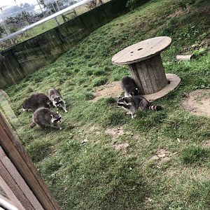Raccoon Enclosure at Northumberland Country Zoo (September 2021)