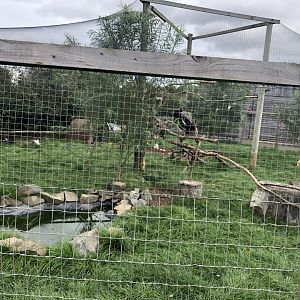 Mixed Aviary at Northumberland Country Zoo (September 2021)