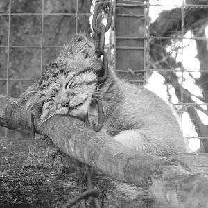 Banham - Pallas Cat / Manul Kitten