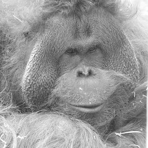Male Orangutan Portrait