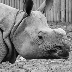 Indian rhino portrait