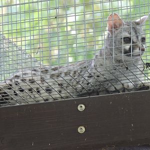 Pardine Genet