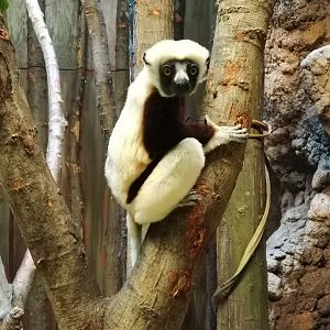 Coquerel' Sifaka