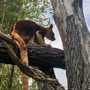 Goodfellow' Tree Kangaroo