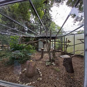 Great green macaw aviary