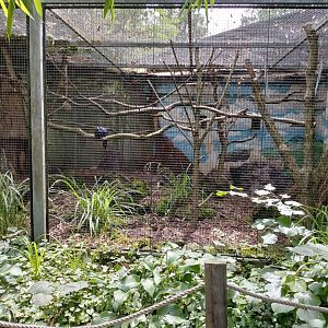 Edwards's pheasant aviary