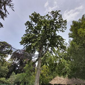 Tree accessible to lemurs