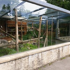 Crowned sifaka aviary