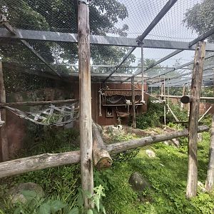 Crowned sifaka aviary