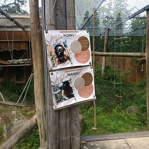 Crowned sifaka pair sign - there were three youngsters