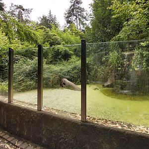 Bush dog enclosure