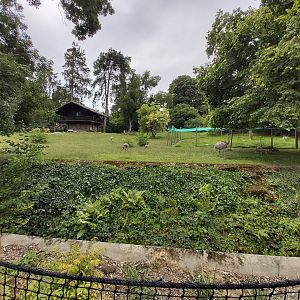 Lesser rhea & vicuna enclosure