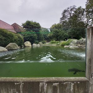 African penguin enclosure