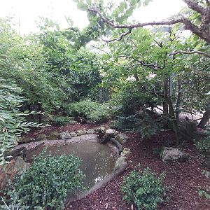 Fischer's turaco aviary
