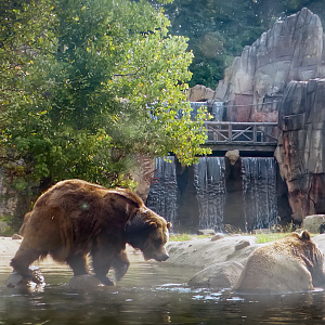 Sep. 2021 - Teton Trek - Grizzly Bear/American Black Bear Exhibit
