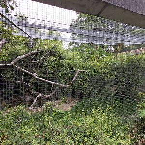 Pied imperial-pigeon aviary