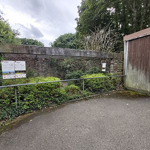 Baer’s pochard aviary
