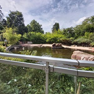 South American sea lion enclosure