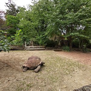 Aldabra giant tortoise enclosure