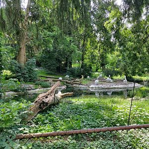 Dalmatian pelican enclosure