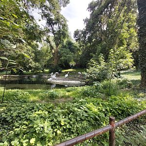 Dalmatian pelican enclosure