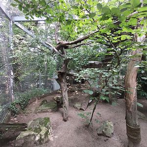 Arabian sand cat first aviary