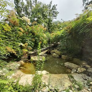 Asiatic lion enclosure