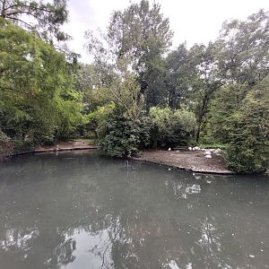 Greater flamingo enclosure