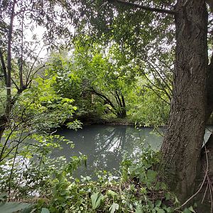 Red ruffed lemur island