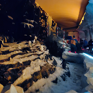 May. 2021 - Antarctica: Empire of the Penguin - Main Exhibit (4 Species)