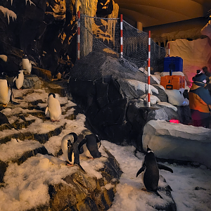 May. 2021 - Antarctica: Empire of the Penguin - Main Exhibit (4 Species)