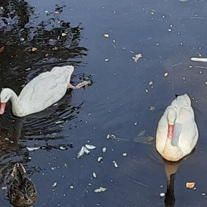 Coscoroba Swans