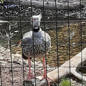 Southern Screamer
