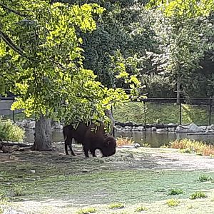 American Bison