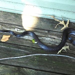 Eastern rat snake