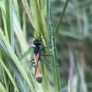 Ammophila pictipennis